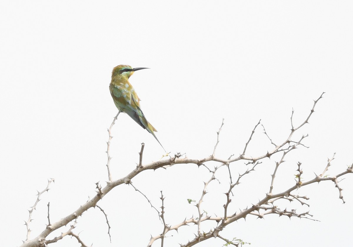 Blue-cheeked Bee-eater - ML646724586