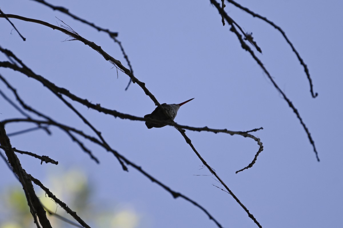 kolibřík fialovokorunkatý - ML646724587