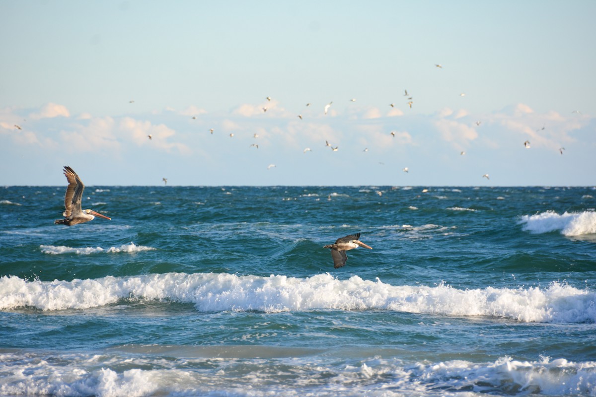 Brown Pelican - ML646724589