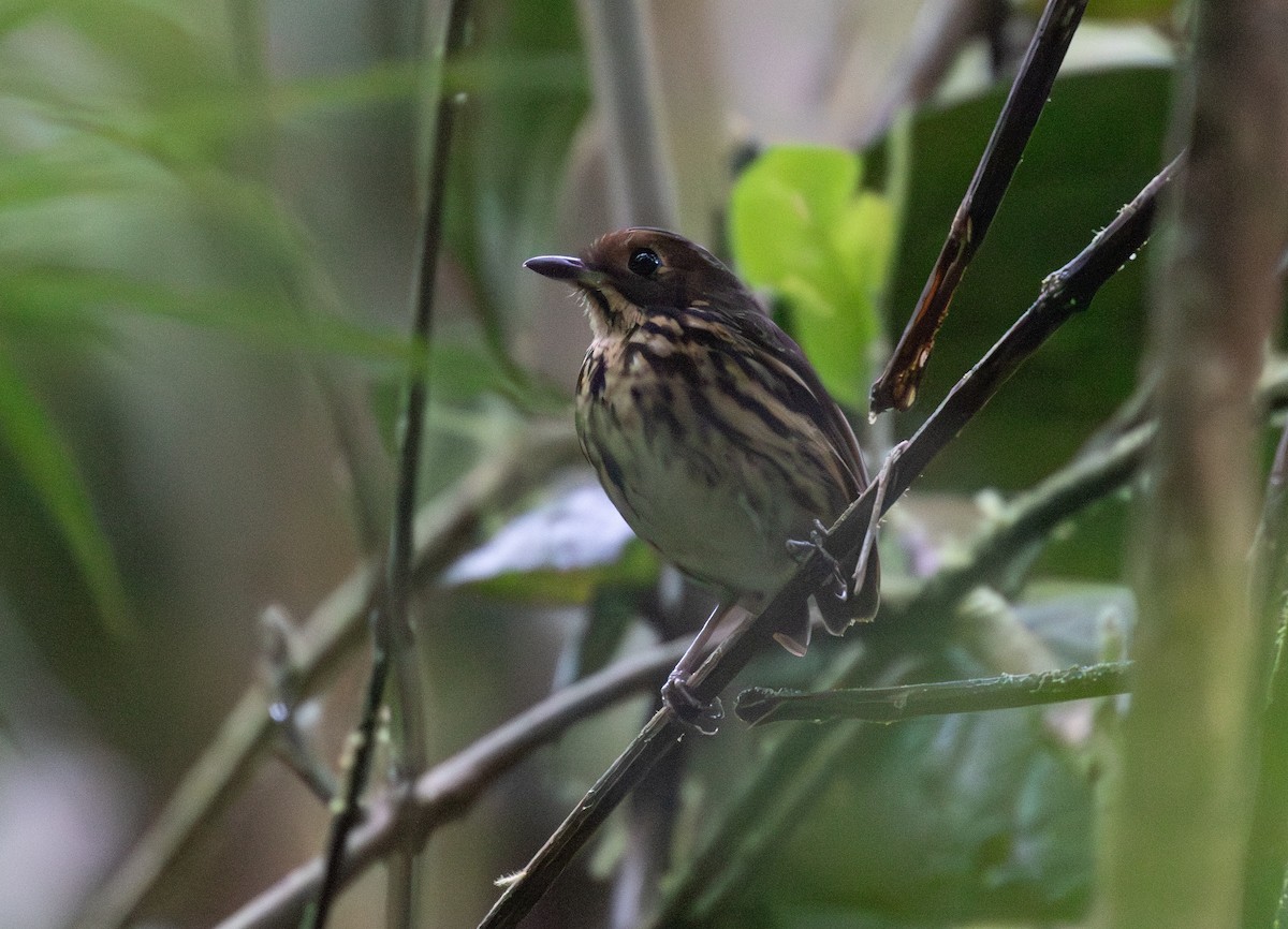 Grallaire à front ocre - ML646724590