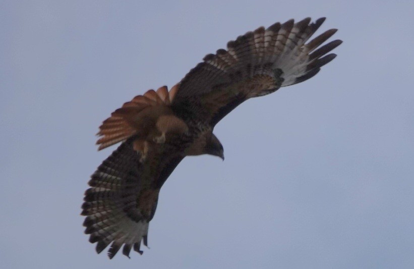 Red-tailed Hawk - ML646724591