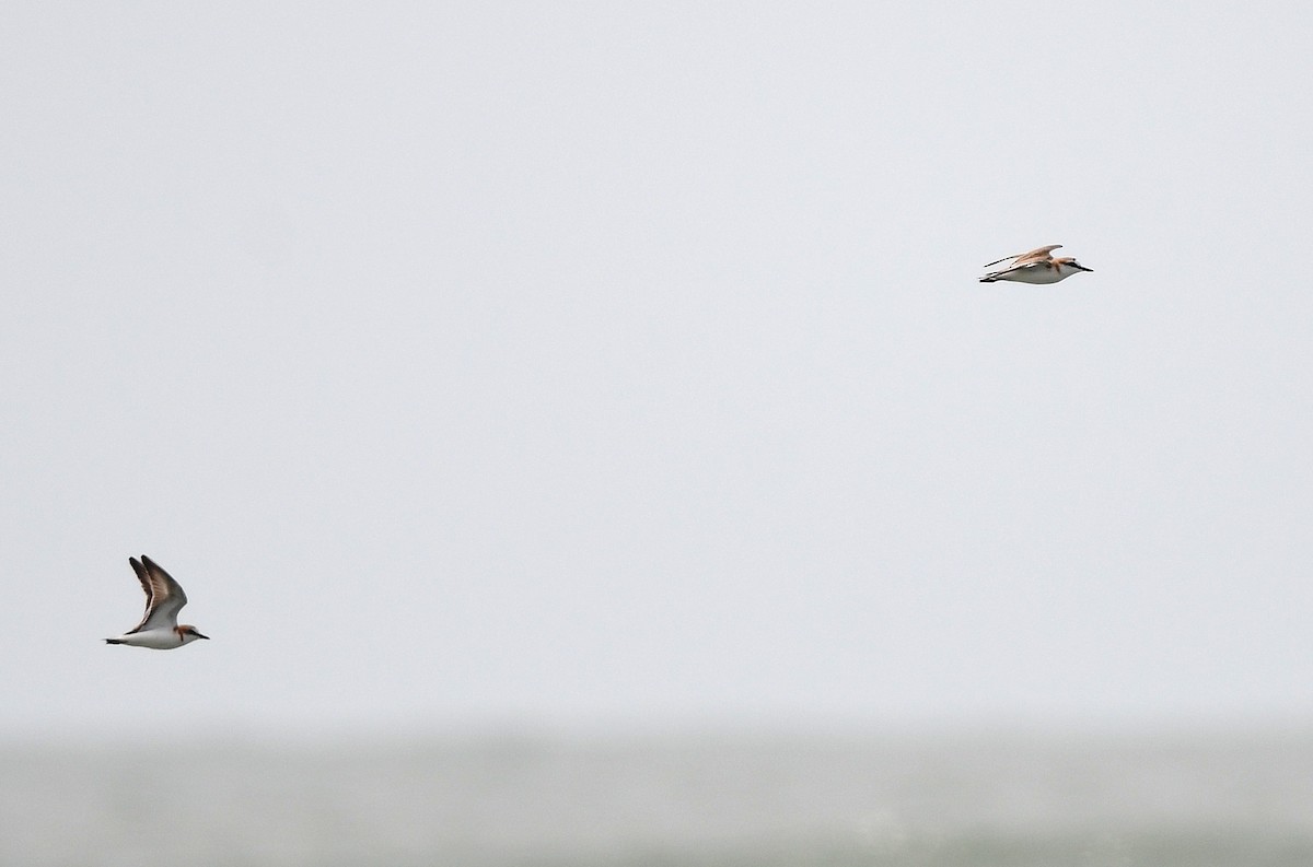 White-fronted Plover - ML646724592