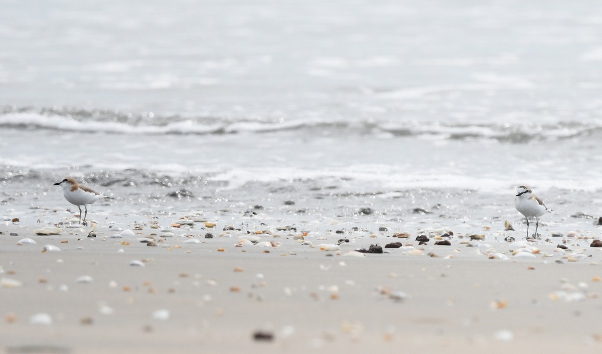 White-fronted Plover - ML646724593