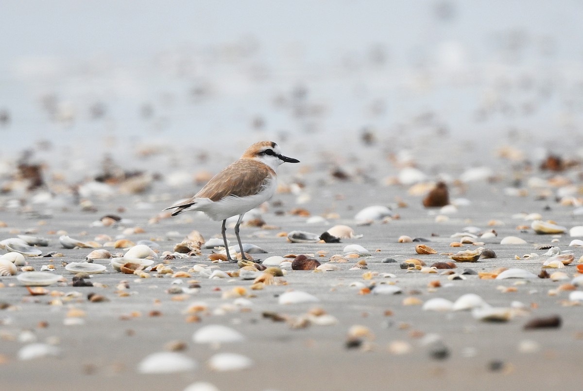 White-fronted Plover - ML646724594