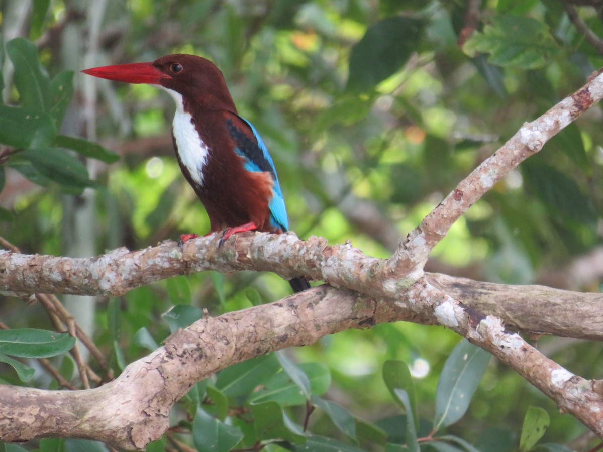 White-throated Kingfisher - ML646724595