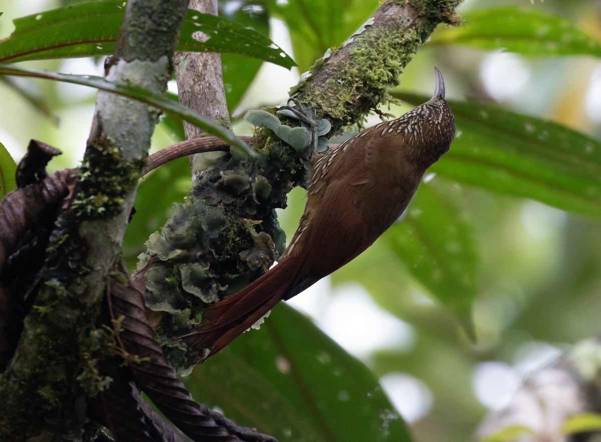 Grimpar montagnard - ML646724597