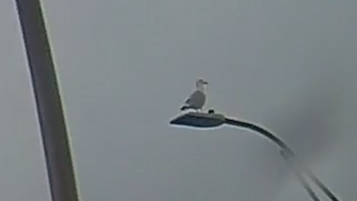 Möwe, unbestimmt - ML646724598