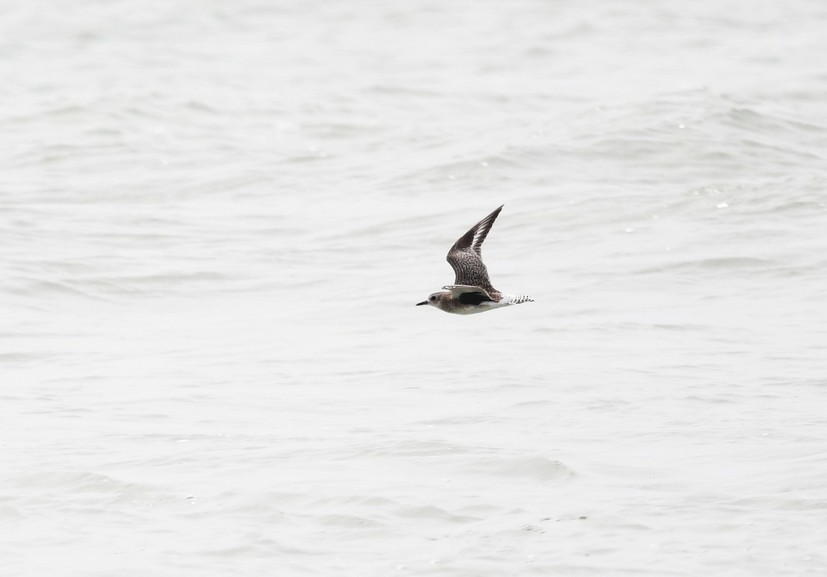 Black-bellied Plover - ML646724599