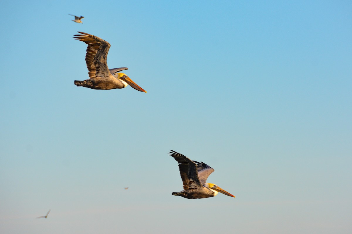 Brown Pelican - ML646724600