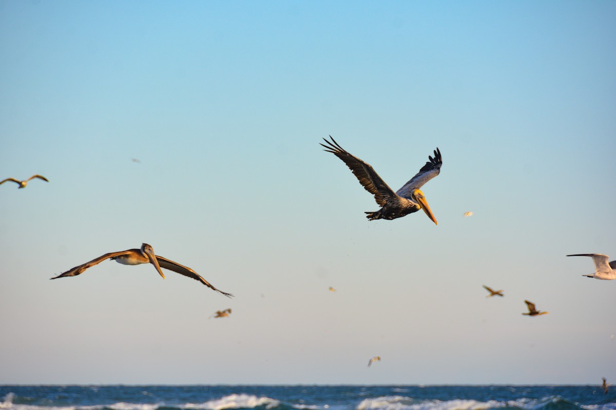 Brown Pelican - ML646724601