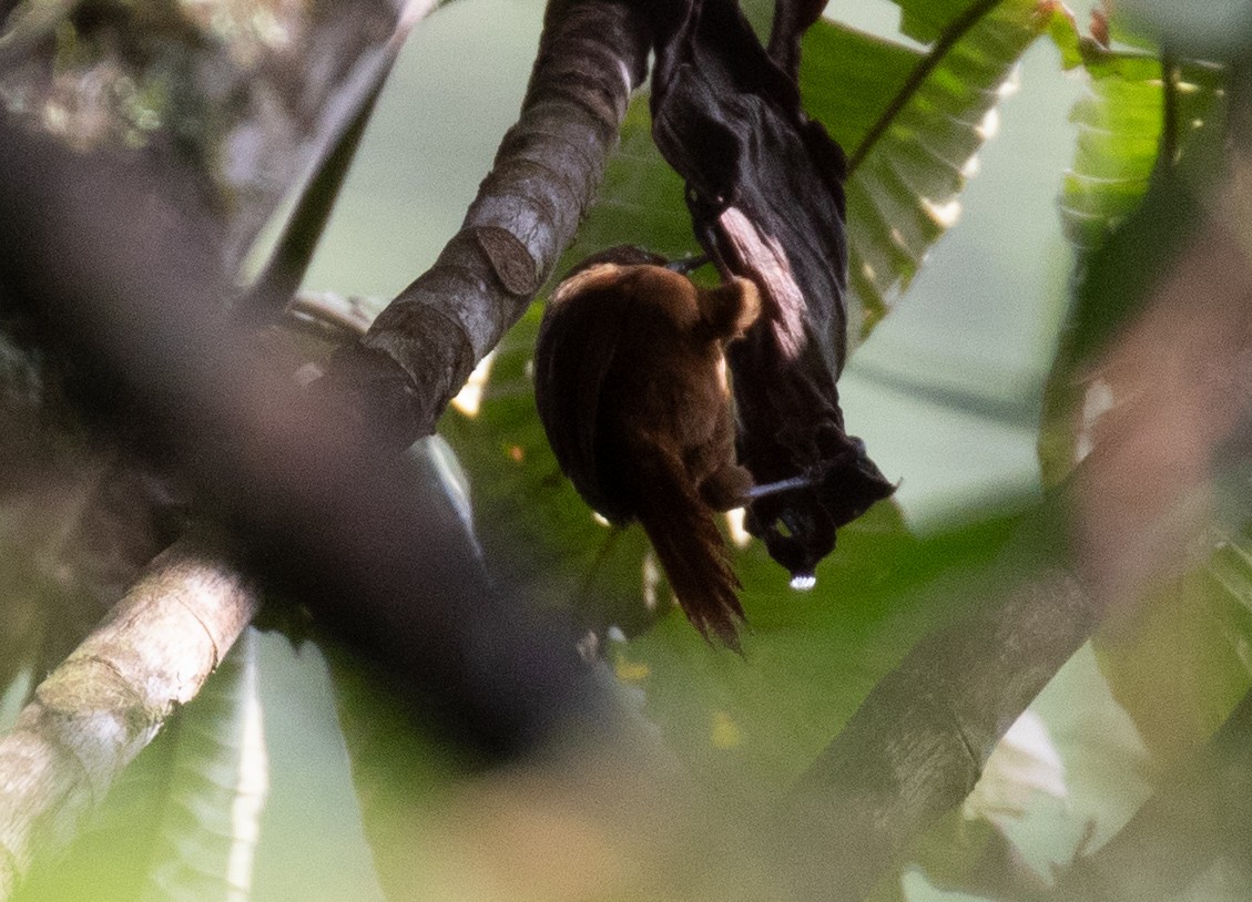 Synallaxe roux - ML646724602