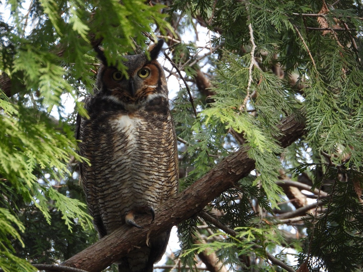 Great Horned Owl - ML646724604