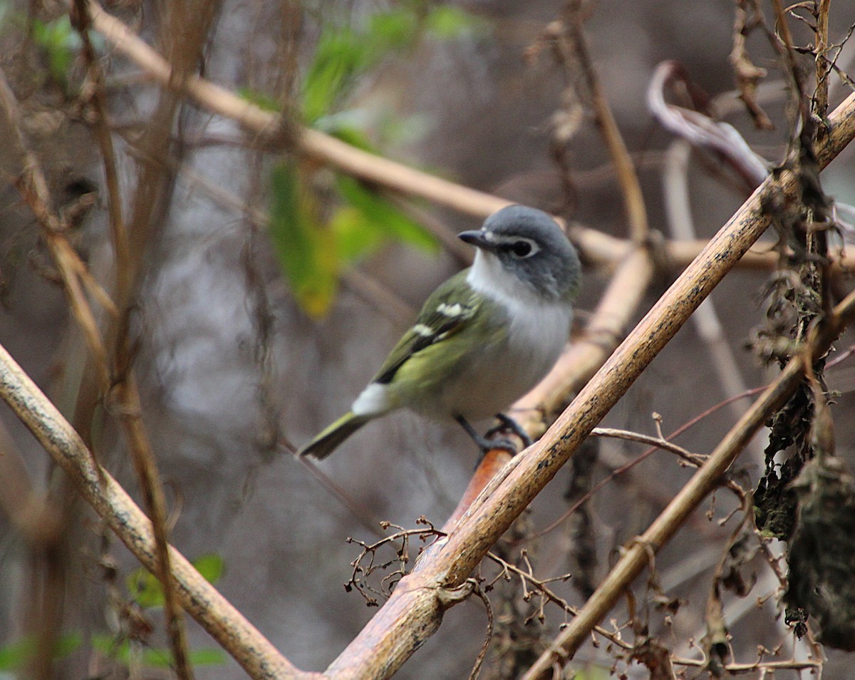 Vireo Solitario - ML646724605