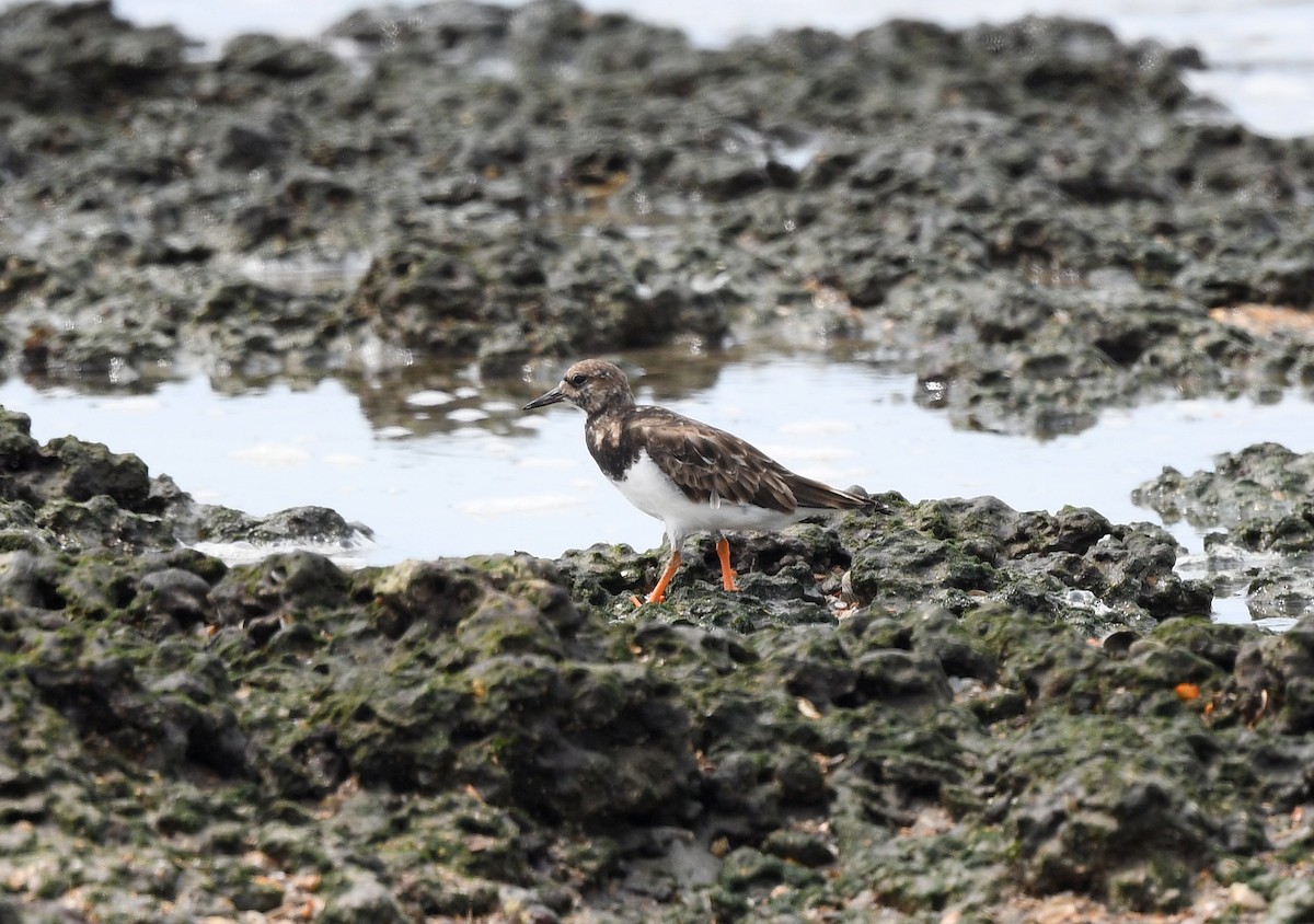 Ruddy Turnstone - ML646724606