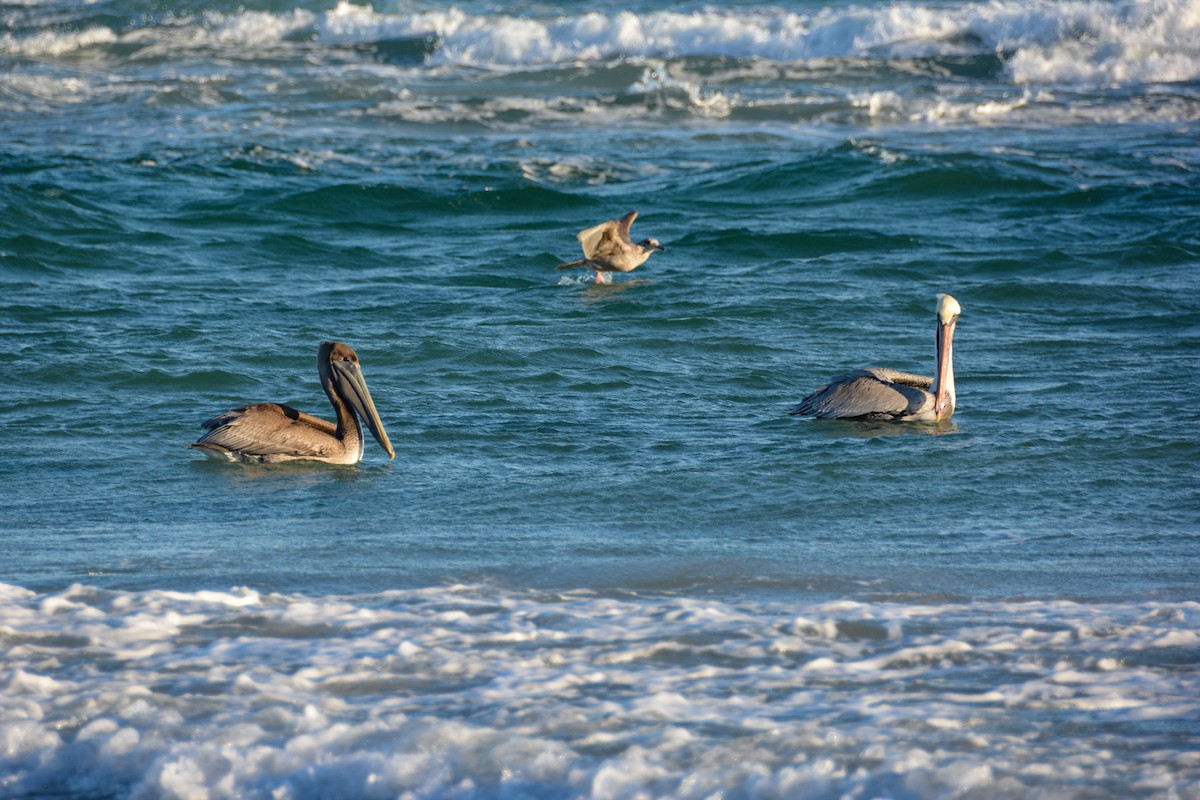 Brown Pelican - ML646724607