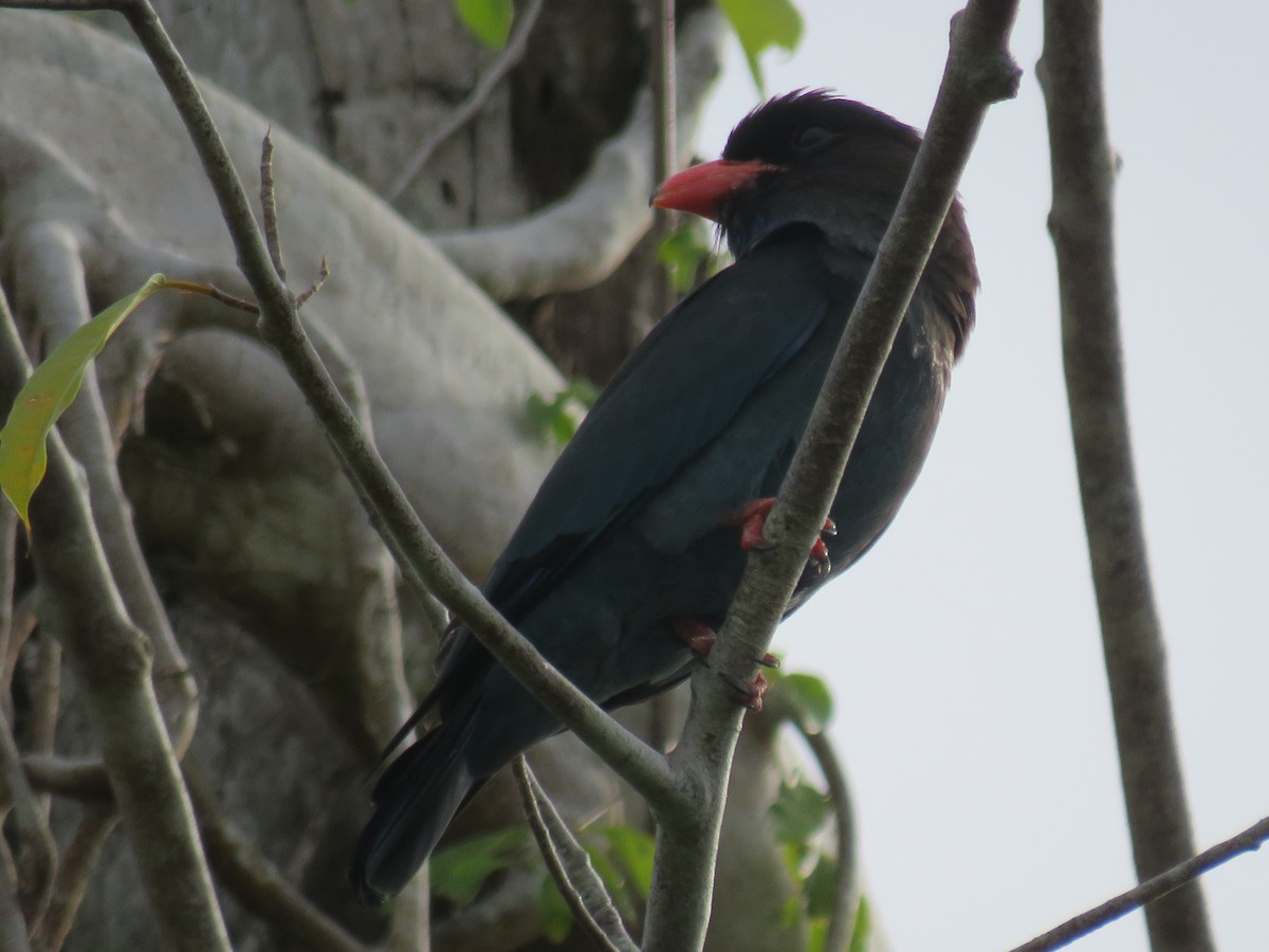 Dollarbird - ML646724608