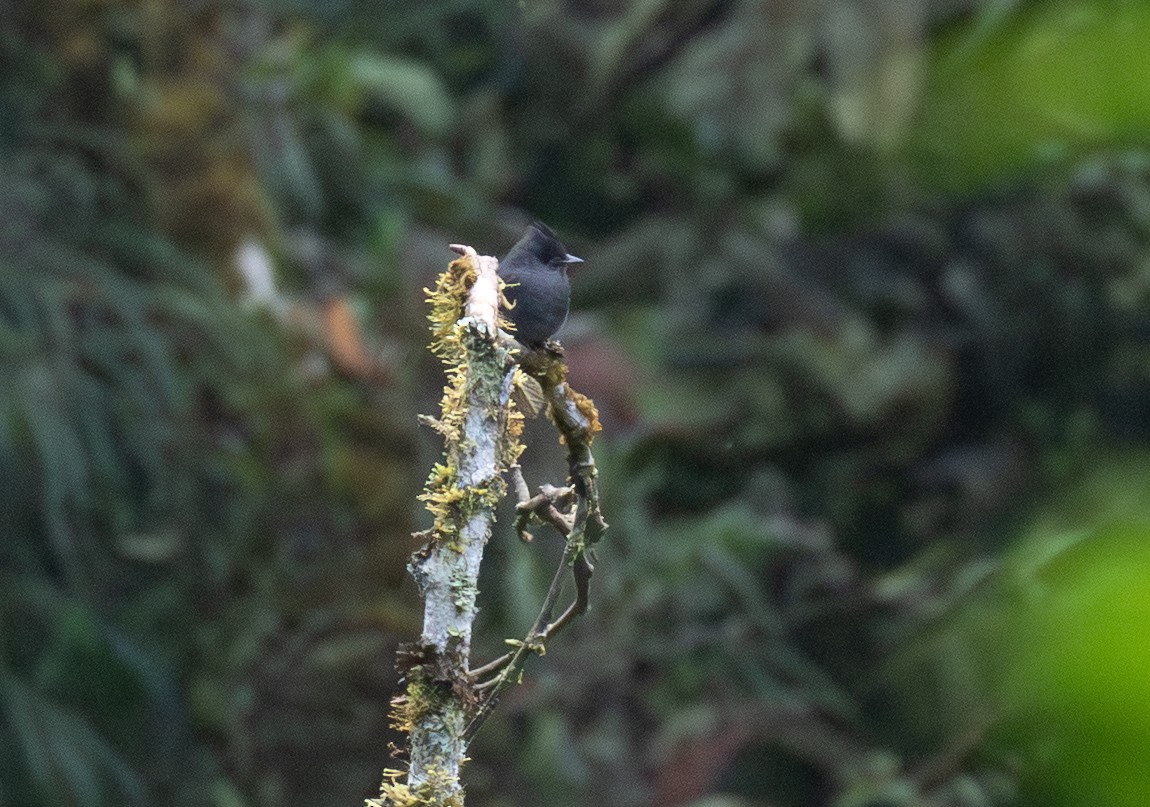 Moucherolle bistré - ML646724609