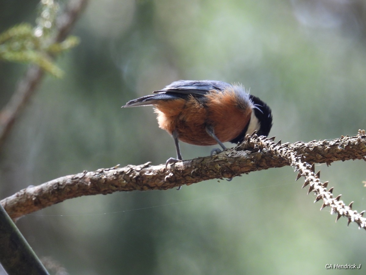 Chestnut-bellied Tit - ML646724610