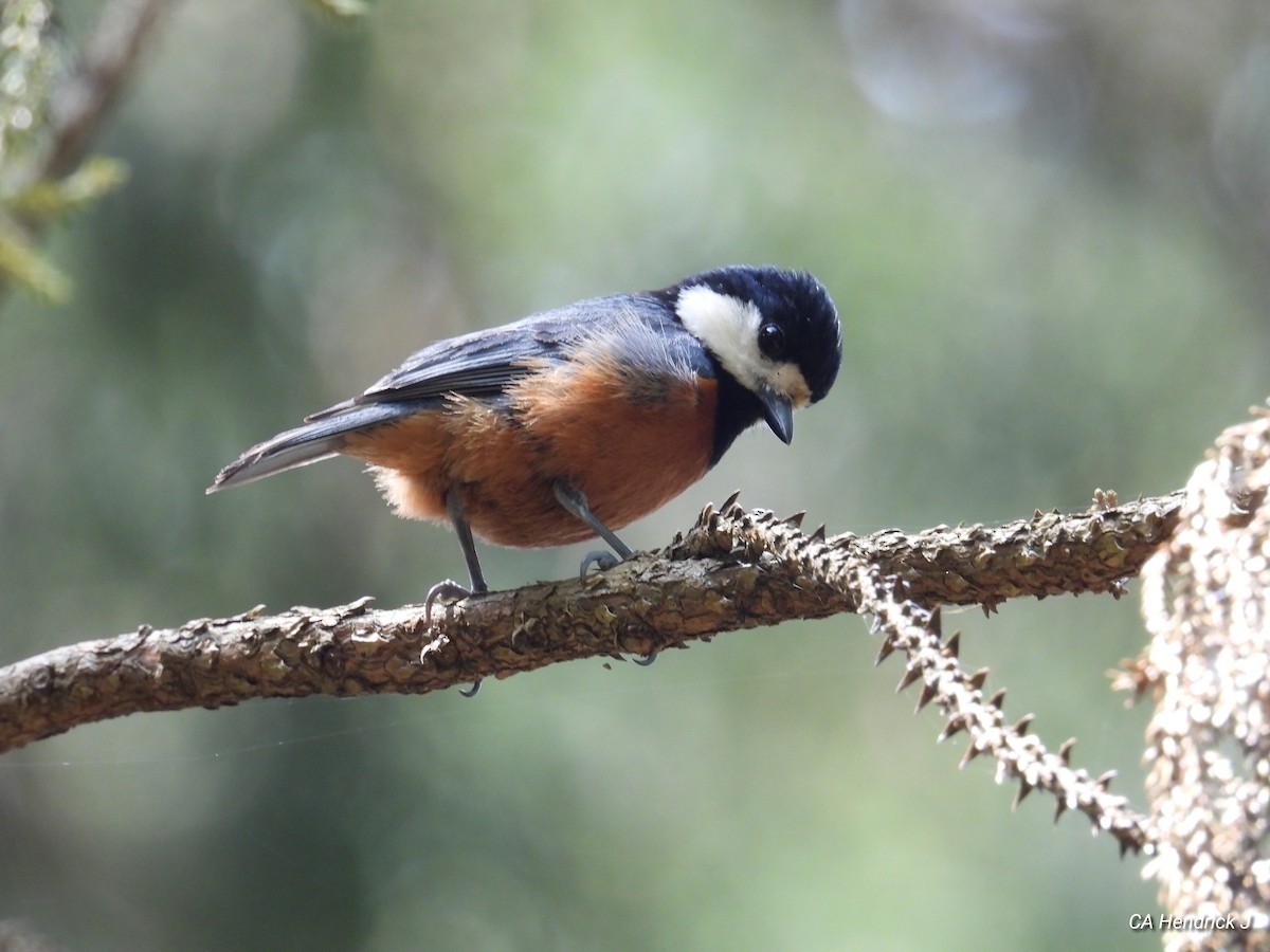 Chestnut-bellied Tit - ML646724611