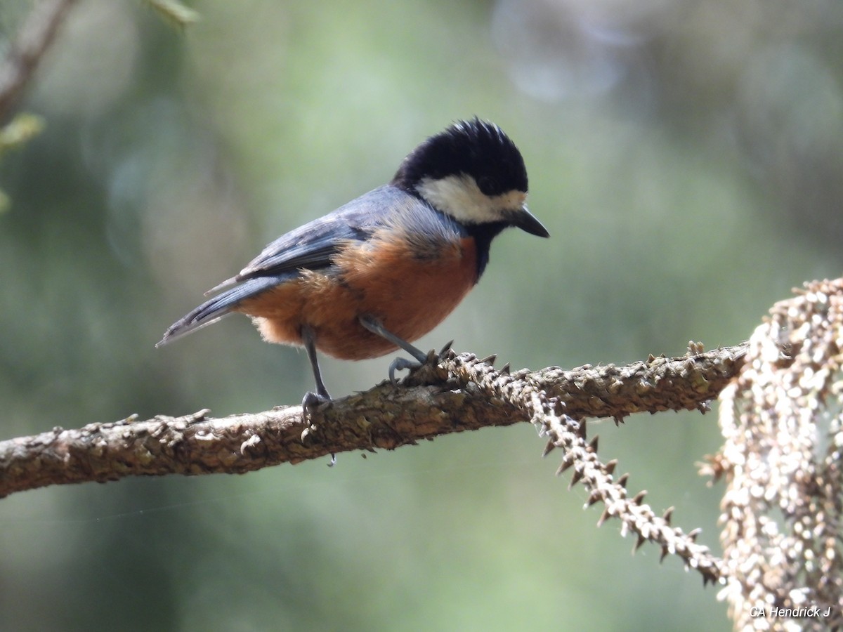 Chestnut-bellied Tit - ML646724612