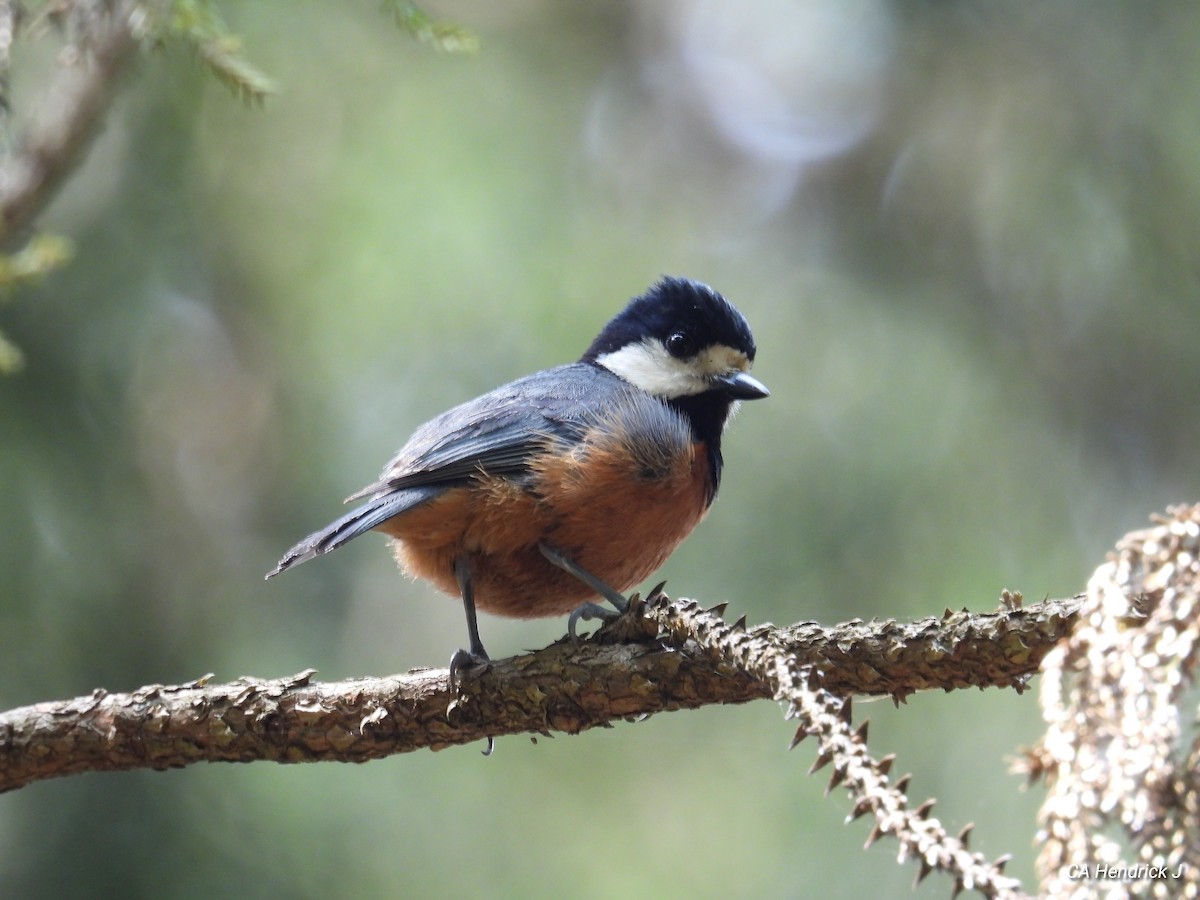 Chestnut-bellied Tit - ML646724613