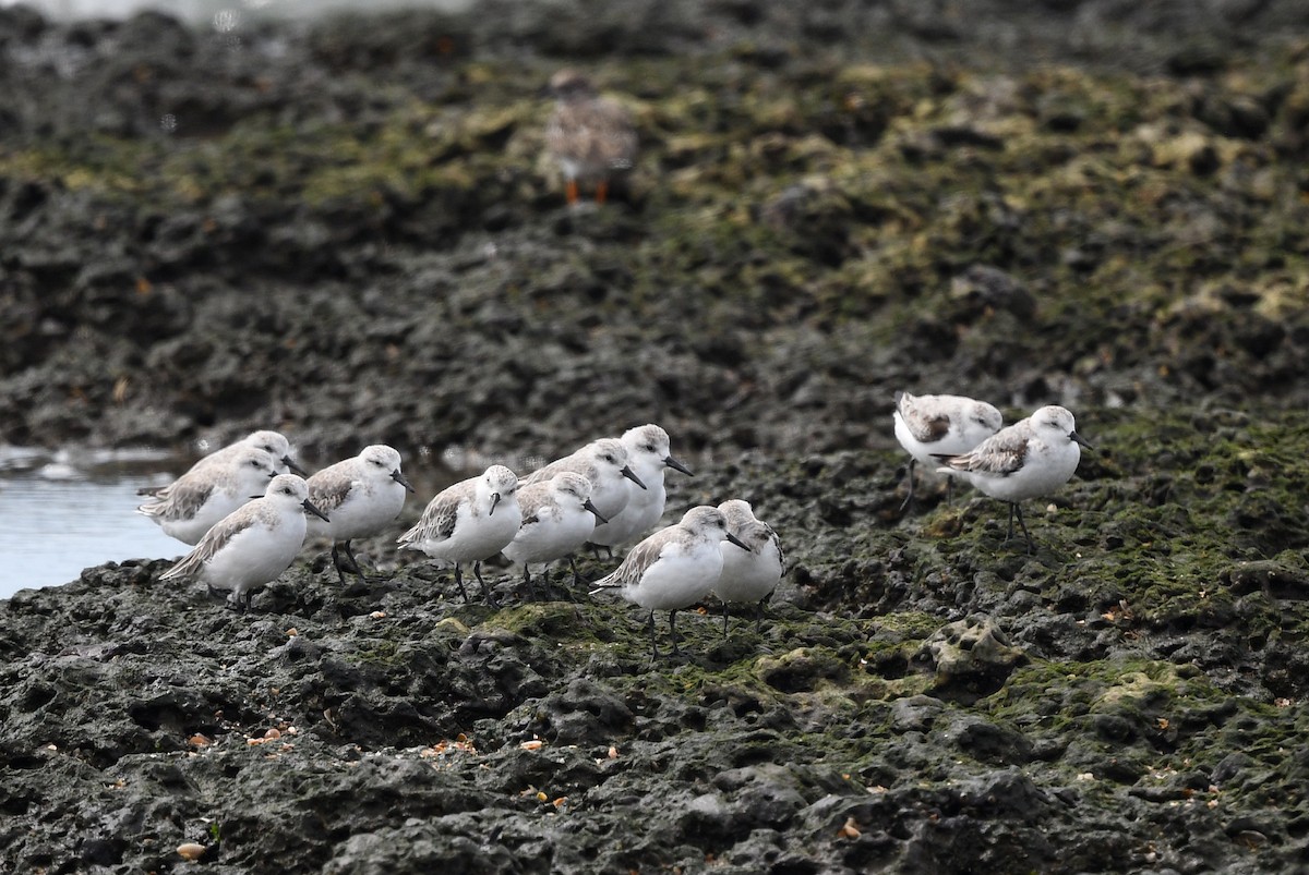 Sanderling - ML646724615