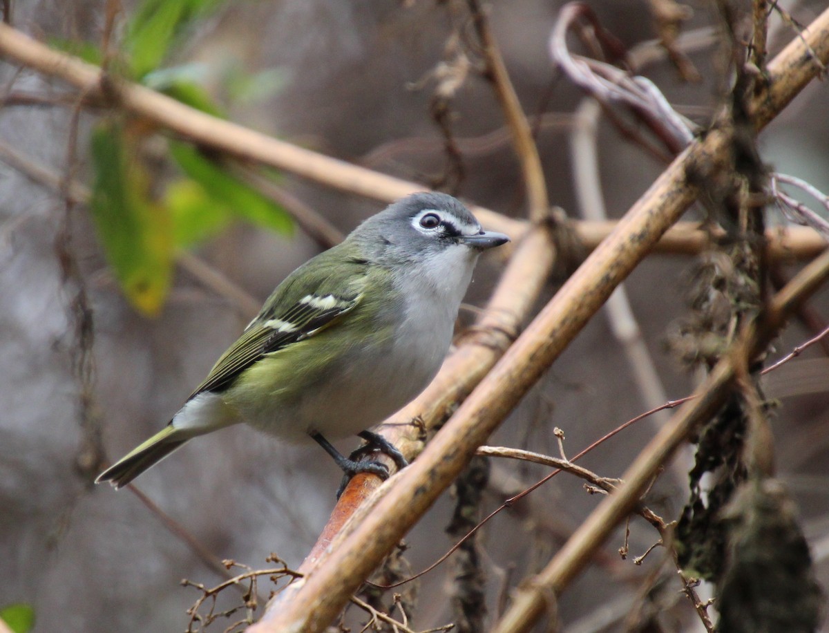 Vireo Solitario - ML646724617