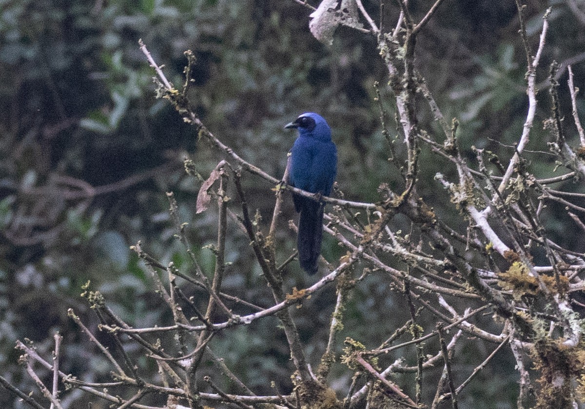 Geai indigo - ML646724618