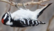 Downy Woodpecker - ML646724619