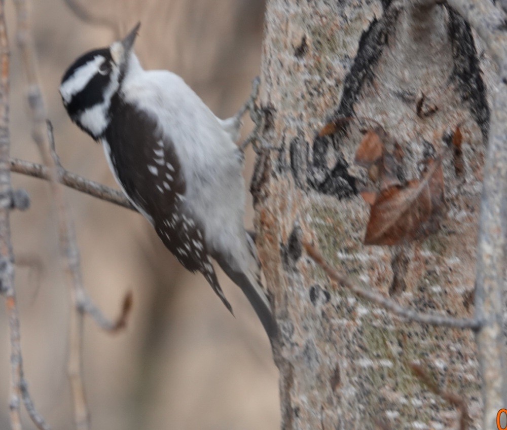 Downy Woodpecker - ML646724620