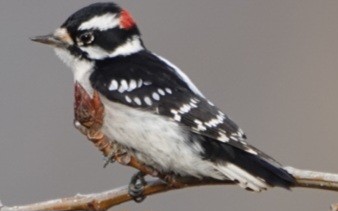 Downy Woodpecker - ML646724621