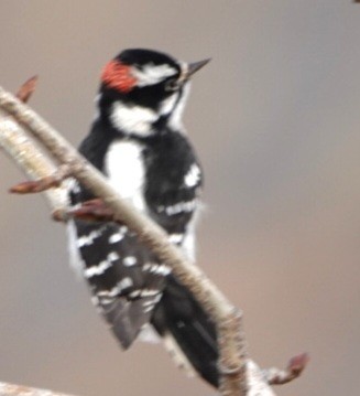 Downy Woodpecker - ML646724622