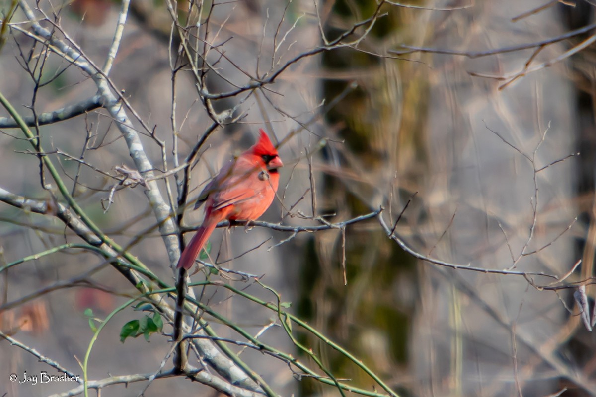 Cardinal rouge - ML646724623