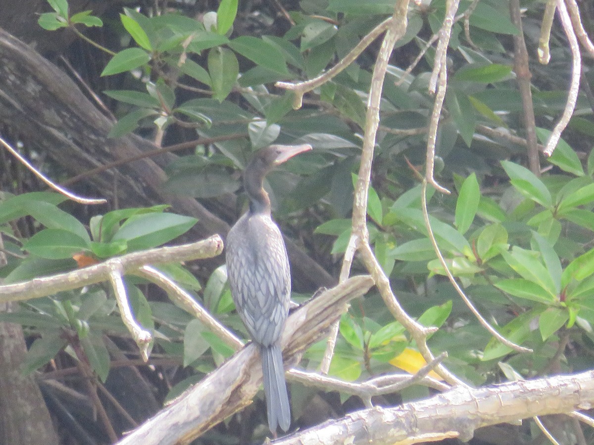 Little Cormorant - ML646724625