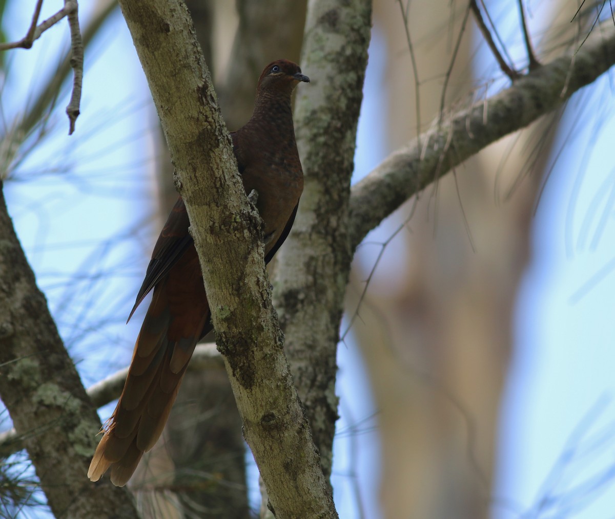 Avustralya Guguk Kumrusu - ML646724629