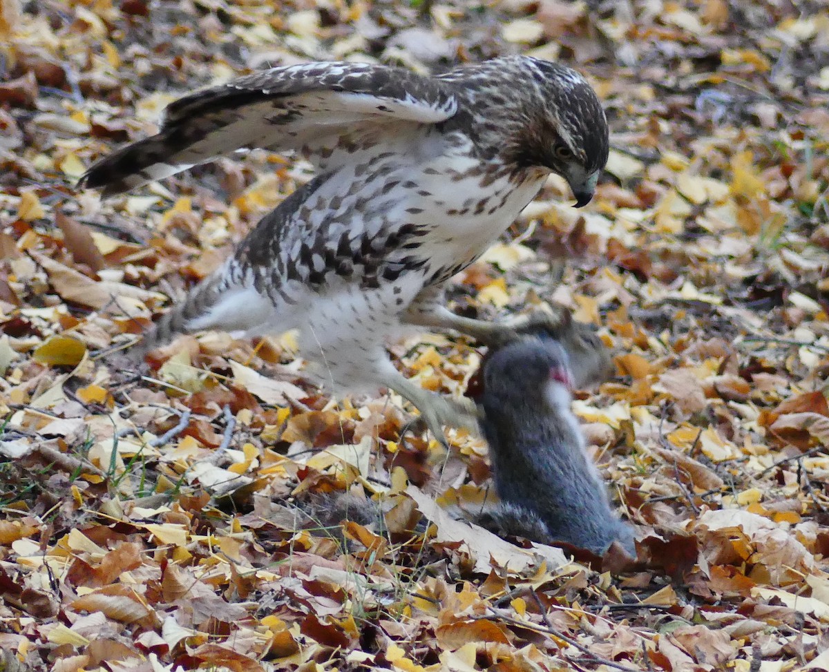 Buse à queue rousse - ML646724630
