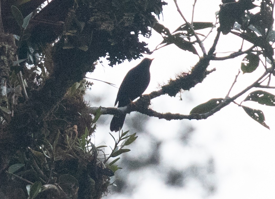 Glossy-black Thrush - ML646724631