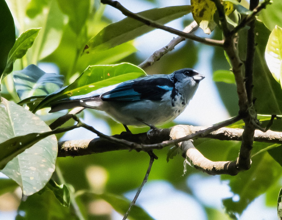 Azure-rumped Tanager - ML646724642