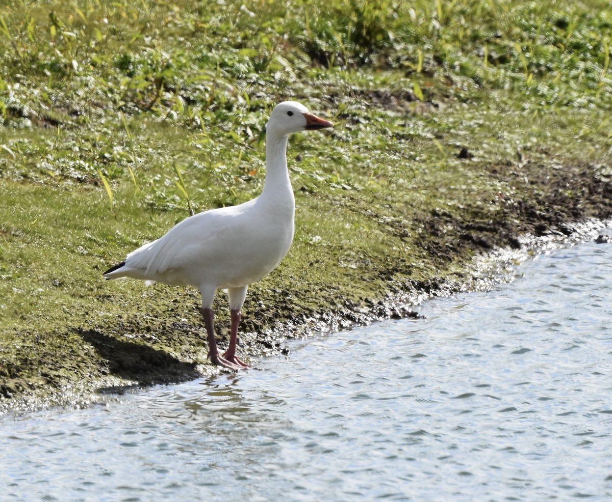 אווז שלג - ML646724643