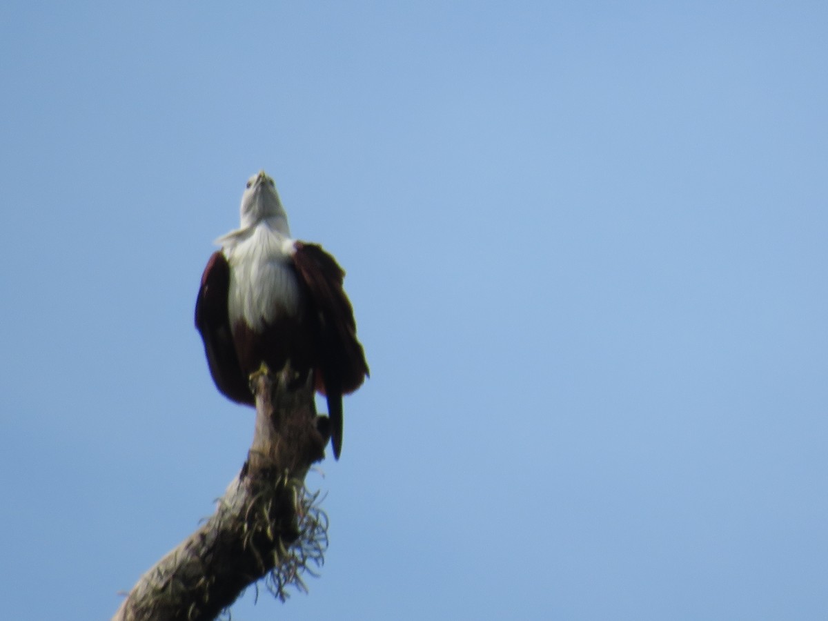 Brahminy Kite - ML646724644