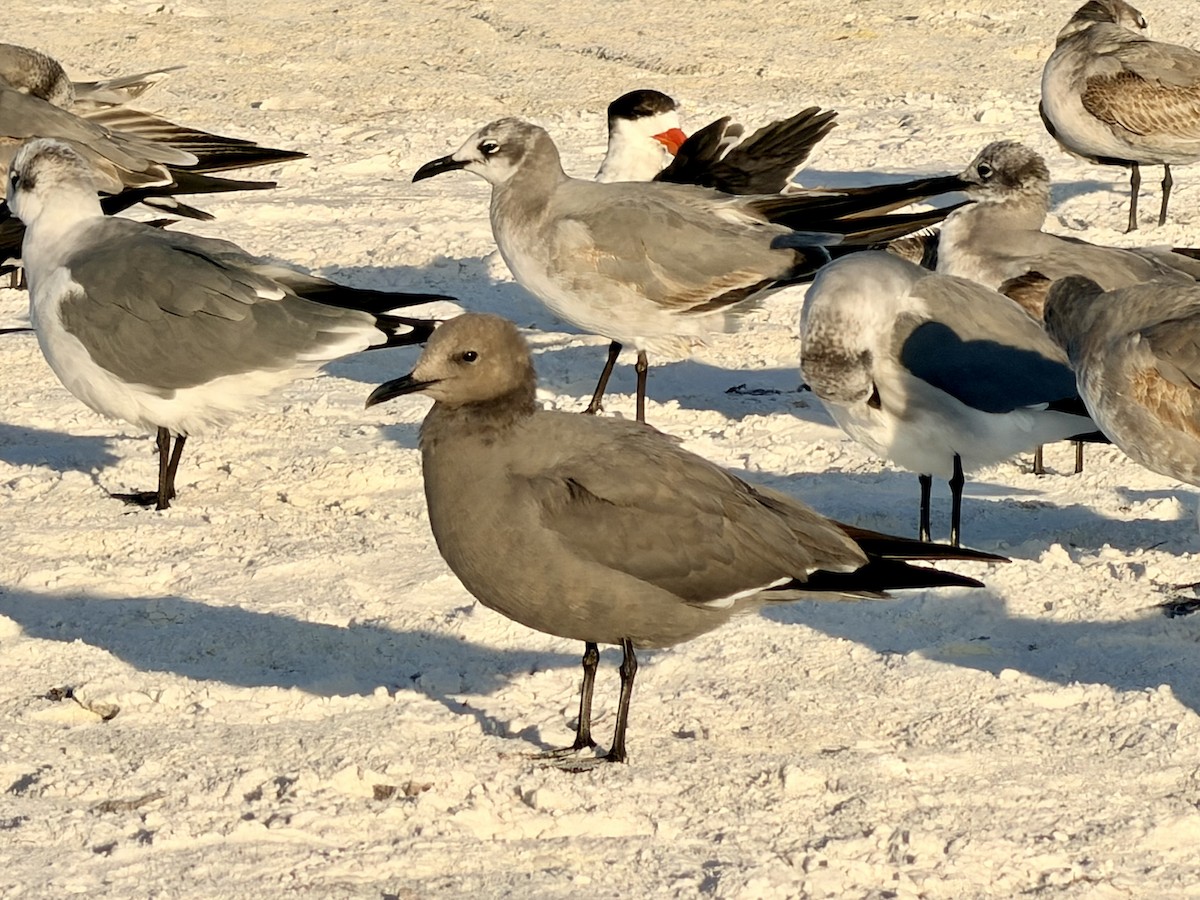 Gray Gull - ML646724647