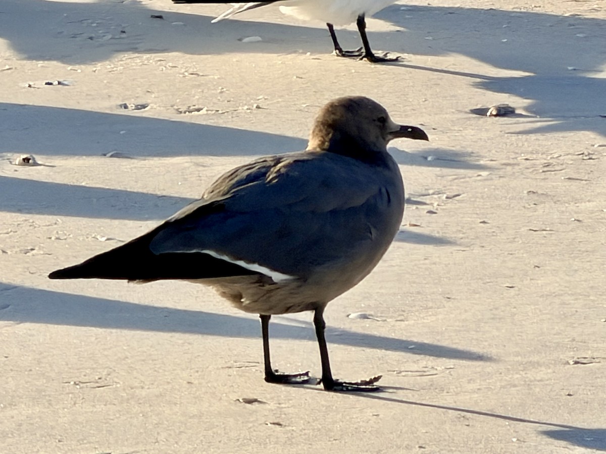 Gray Gull - ML646724648