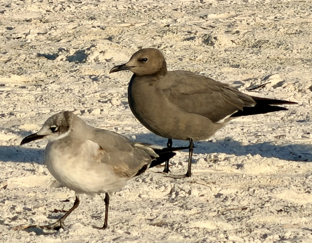 Gray Gull - ML646724649