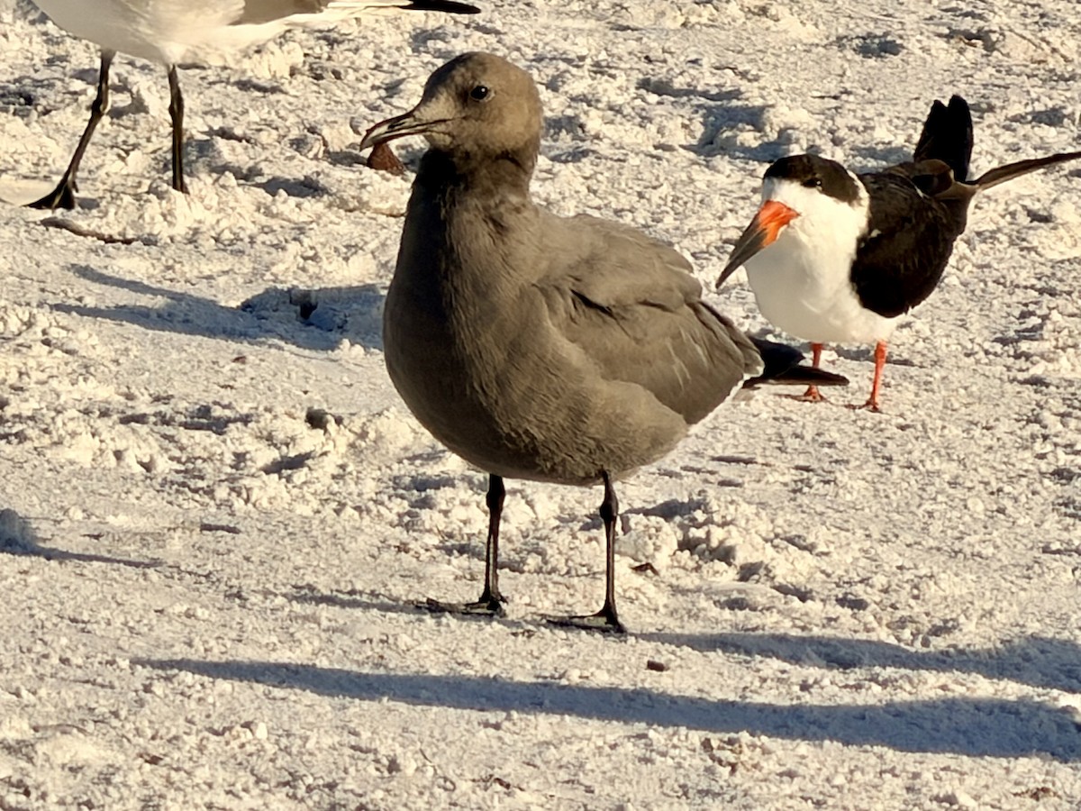 Gray Gull - ML646724650