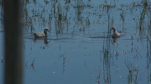 שחיינית תלת-גונית - ML646724651