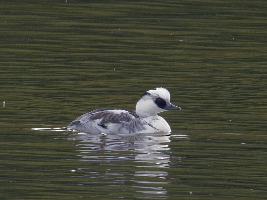 Smew - ML646724655