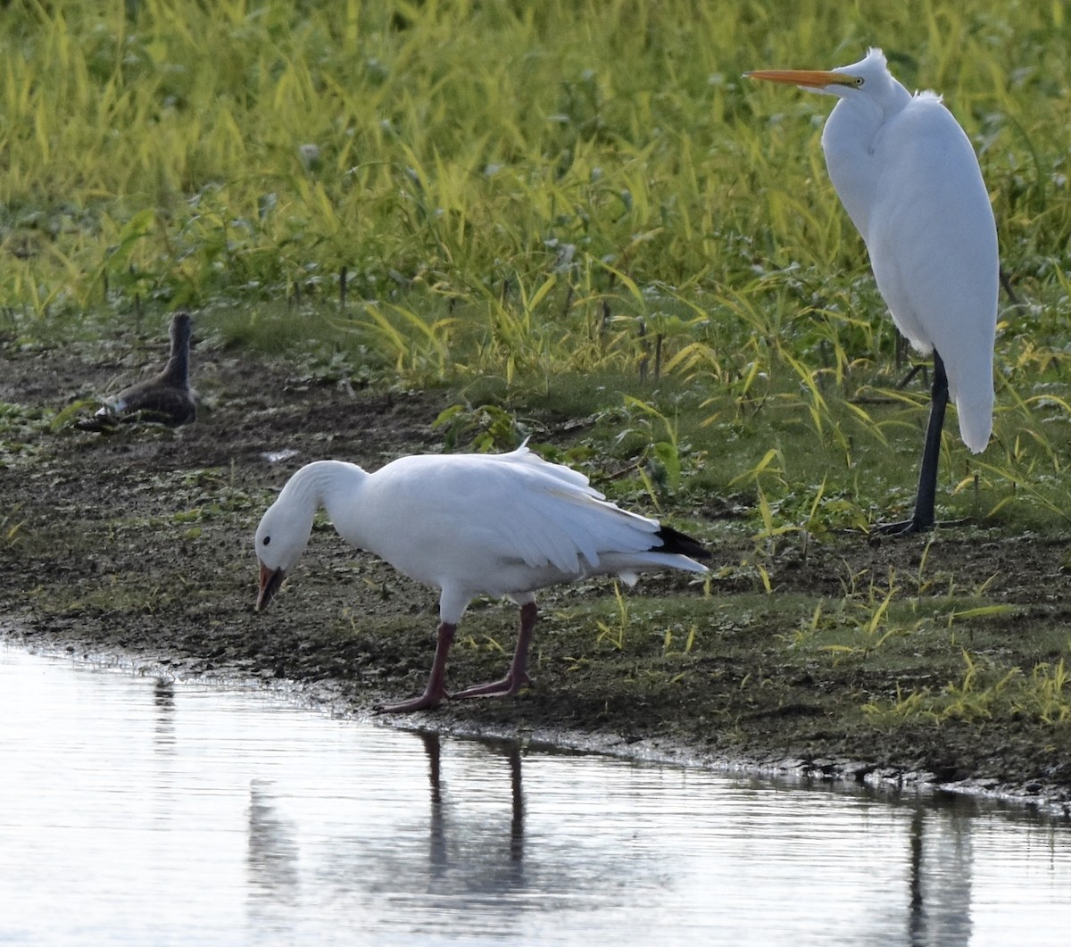 אווז שלג - ML646724657