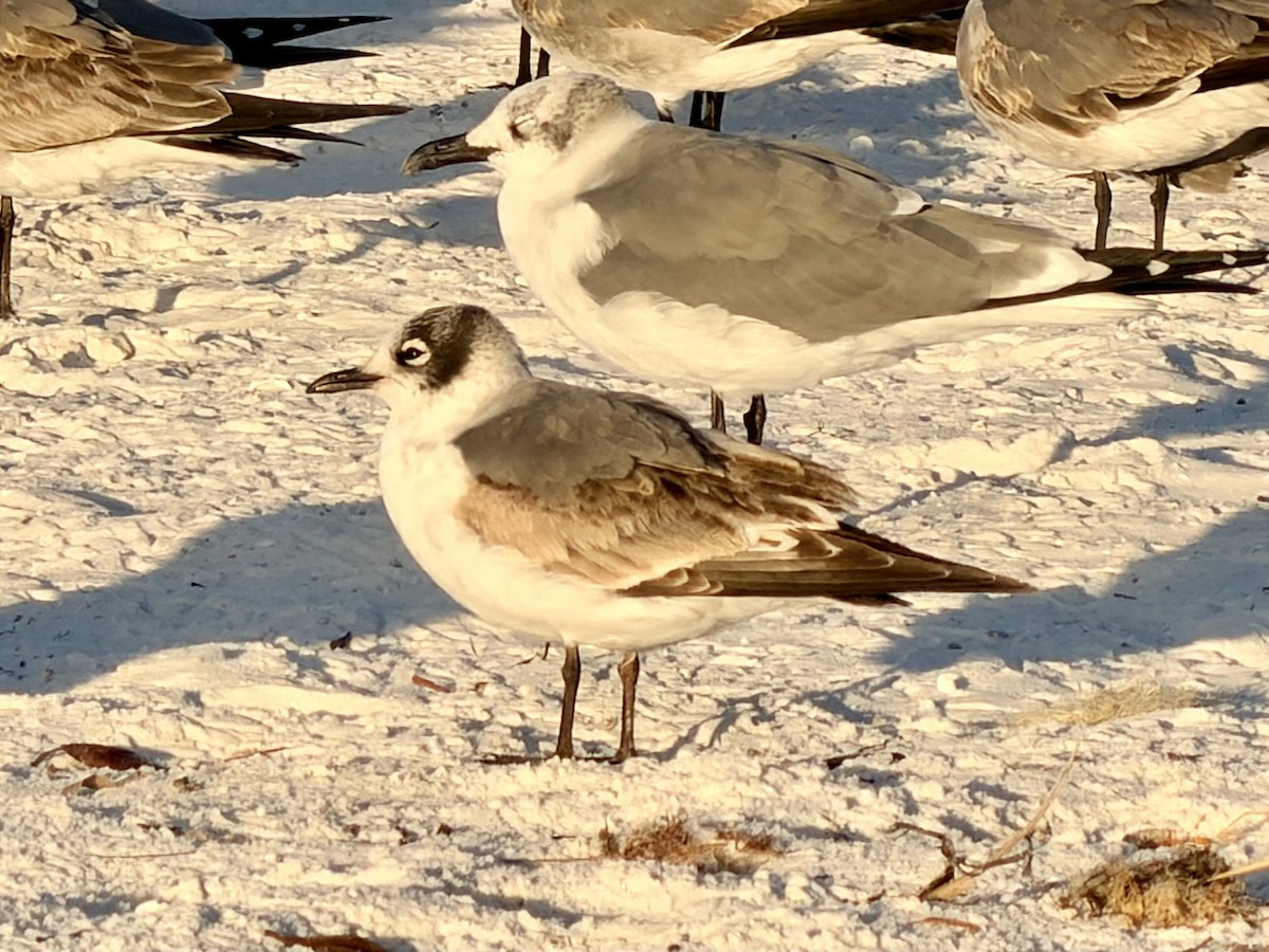 Franklin's Gull - ML646724664