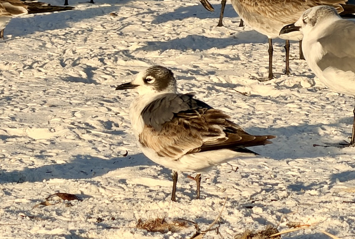 Franklin's Gull - ML646724665