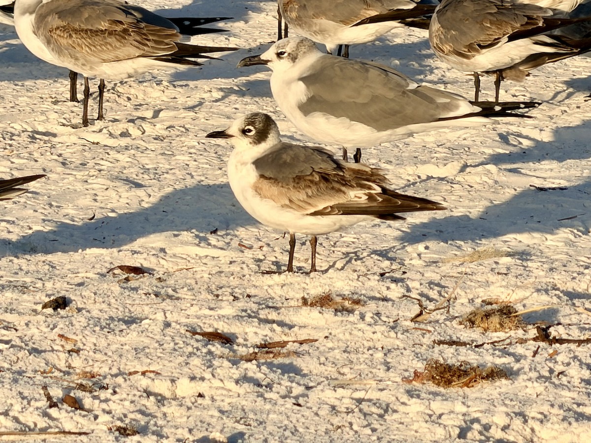 Franklin's Gull - ML646724666